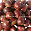 New Crop Fresh Chestnut